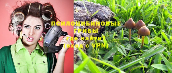 прущие грибы Аркадак