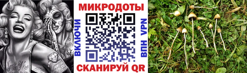Псилоцибиновые грибы Psilocybine cubensis  Батайск 